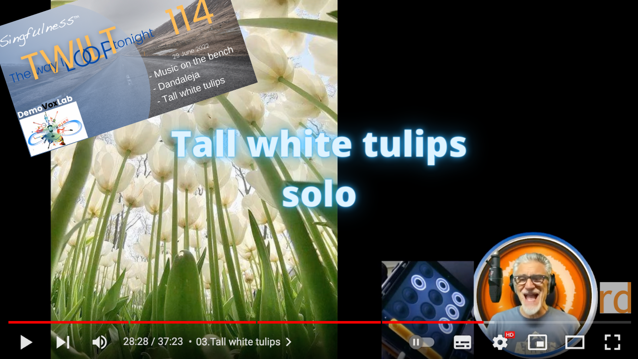 Tall white tulips - solo cop
