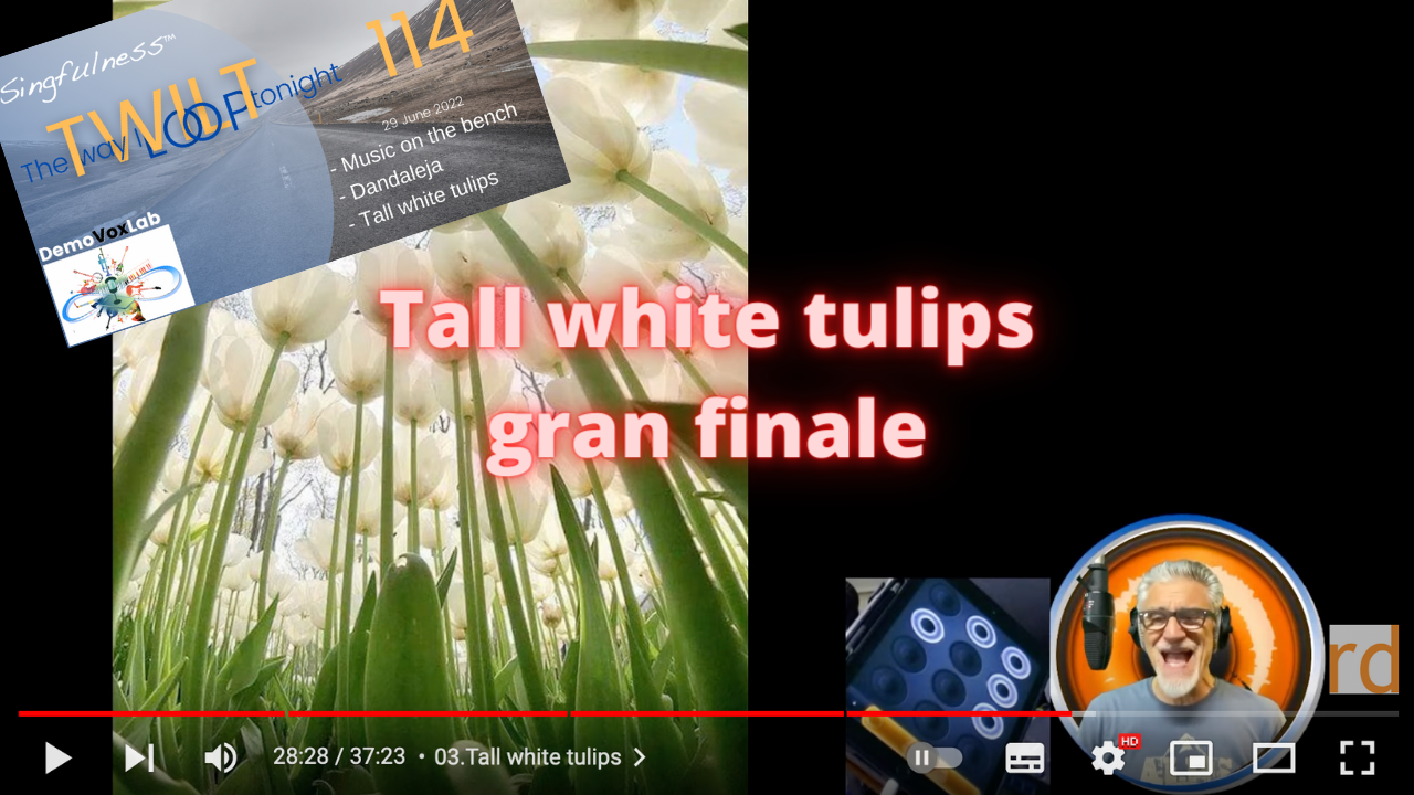 Tall white tulips - gran finale cop